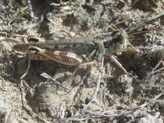 Melanoplus occidentalis