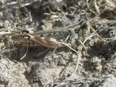 Melanoplus occidentalis