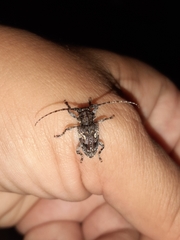 Aegomorphus