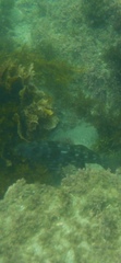 Aplodactylus lophodon