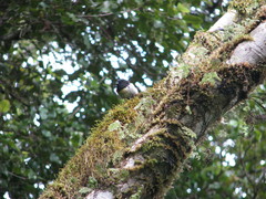 Petroica macrocephala