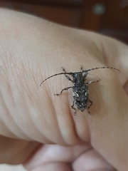 Aegomorphus