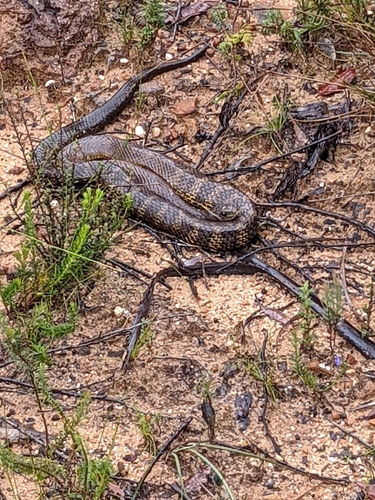 Tiger Snake sighting