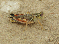Melanoplus occidentalis