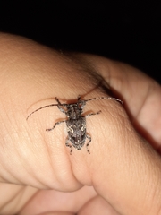 Aegomorphus