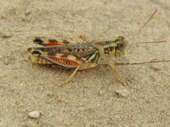 Melanoplus occidentalis