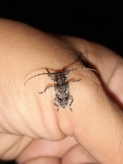 Aegomorphus