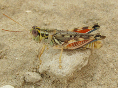 Melanoplus occidentalis