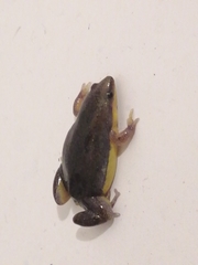 Elachistocleis bicolor