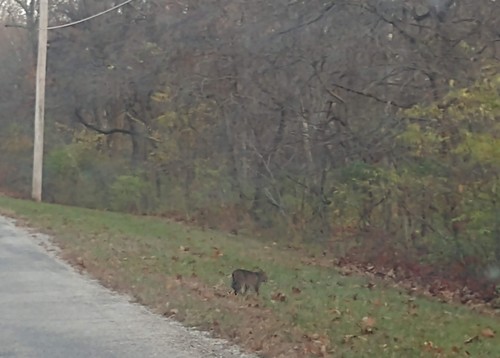 Bobcat photographed in Missouri