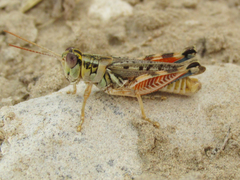 Melanoplus occidentalis