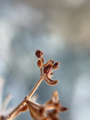 Image of Dedeckera eurekensis by (c) Matt Berger, some rights reserved (CC BY)