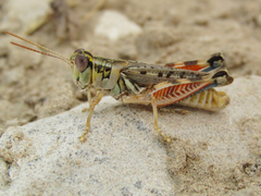 Melanoplus occidentalis