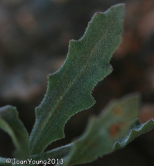 Dimorphotheca zeyheri