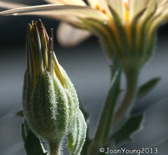 Dimorphotheca zeyheri