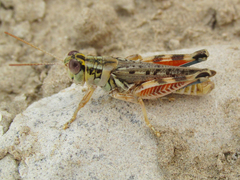 Melanoplus occidentalis