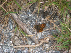 Lycaena salustius