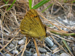 Lycaena salustius