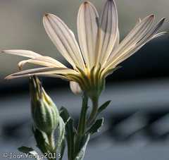 Dimorphotheca zeyheri