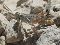 Melanoplus occidentalis