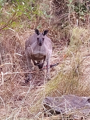 Macropus fuliginosus