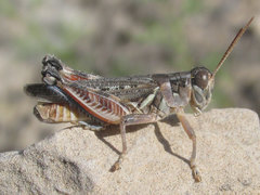 Melanoplus occidentalis