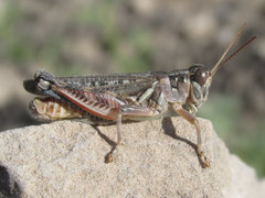 Melanoplus occidentalis