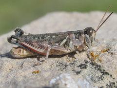Melanoplus occidentalis