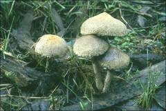 Lacrymaria asperospora