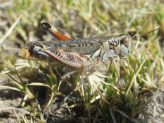Melanoplus occidentalis