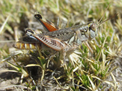 Melanoplus occidentalis