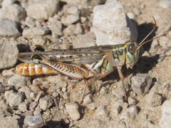 Melanoplus occidentalis