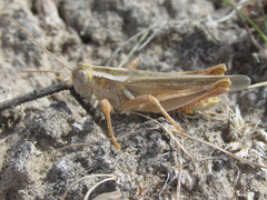 Melanoplus packardii