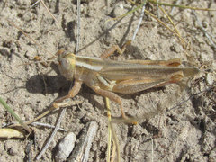 Melanoplus packardii