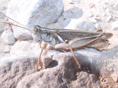 Melanoplus packardii