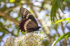 Papilio scamander grayi