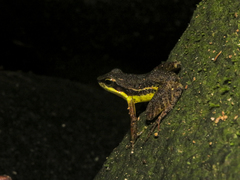 Hylodes phyllodes
