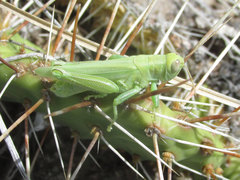 Melanoplus packardii