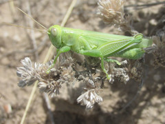 Melanoplus packardii