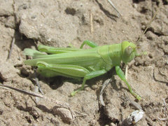 Melanoplus packardii
