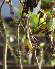 Pseudovates chlorophaea