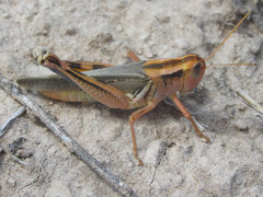 Melanoplus packardii