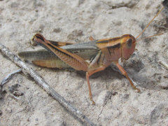 Melanoplus packardii