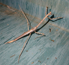 Austrovates variegata