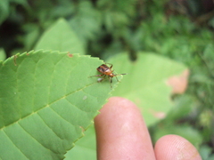 Horciasinus argentinus