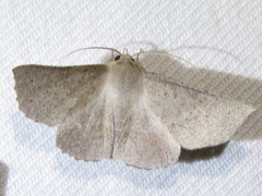 Oenochroma subustaria