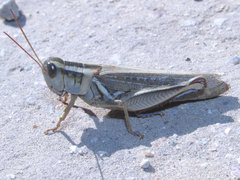 Melanoplus packardii