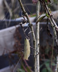 Pseudovates chlorophaea