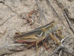 Melanoplus packardii
