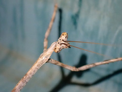 Austrovates variegata